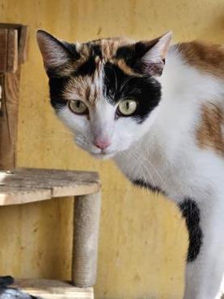 sehr aktive Blossom in Eppstein (ALM)