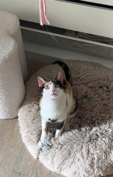 sehr aktive Blossom in Eppstein (ALM)