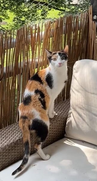 sehr aktive Blossom in Eppstein (ALM)