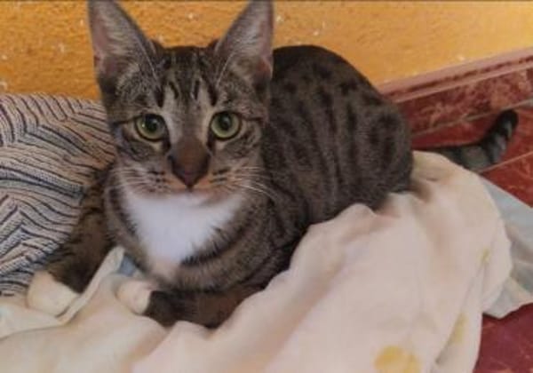 Pechvogel Sara in Köln(ALM)