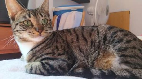 Pechvogel Sara in Köln(ALM)