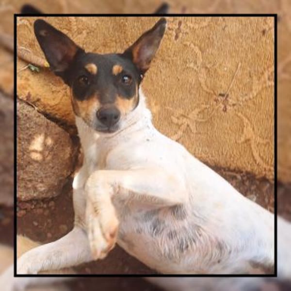 WARUM wird Pixie immer übersehen?