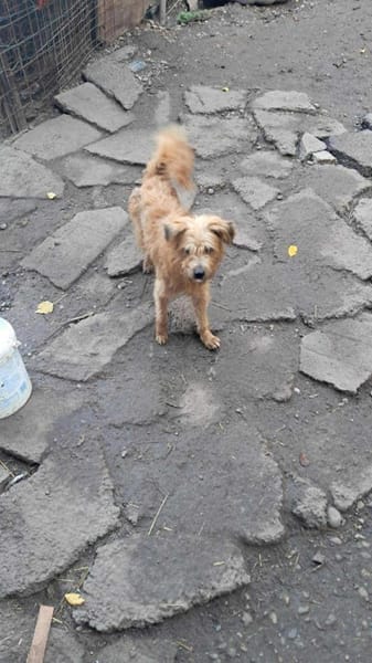 Mogli, ich suche mein Zuhause für immer