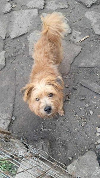 Mogli, ich suche mein Zuhause für immer