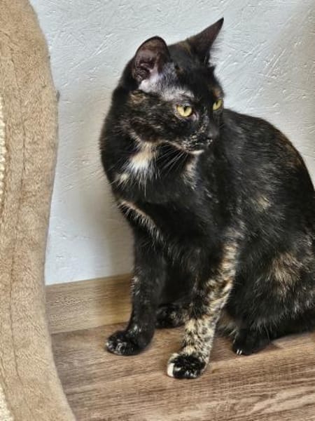 SUSSI-persönliches Unterhaltungsprogramm