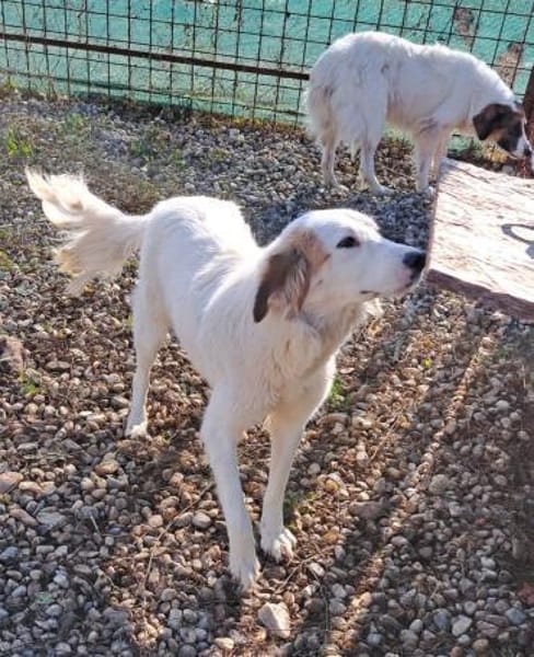TODDY - großer Hund, großes Herz, große
