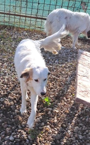 TODDY - großer Hund, großes Herz, große