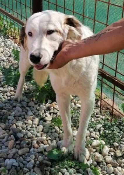 TODDY - großer Hund, großes Herz, große