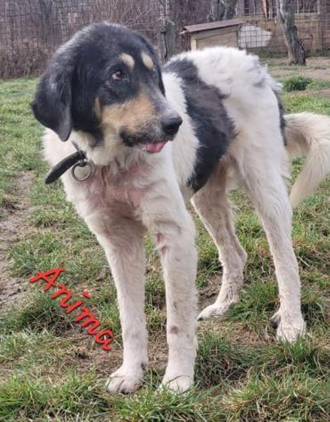 ANIMA - Alterswohnsitz gesucht