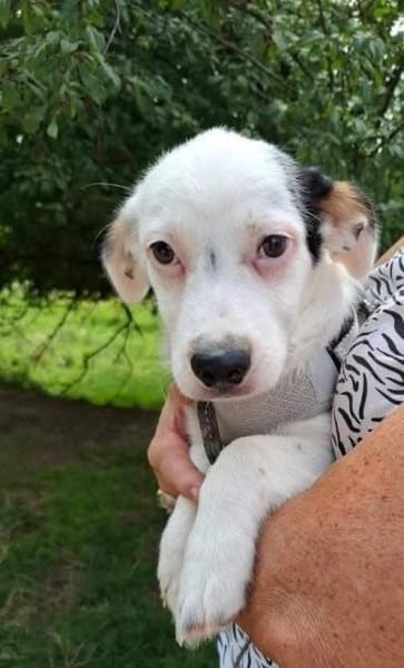 Toby freut sich auf ein eigenes Zuhause