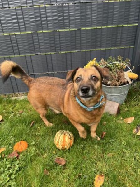 Rudy  - ein entspannter Hundekumpel