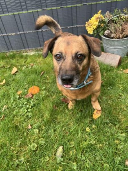 Rudy  - ein entspannter Hundekumpel