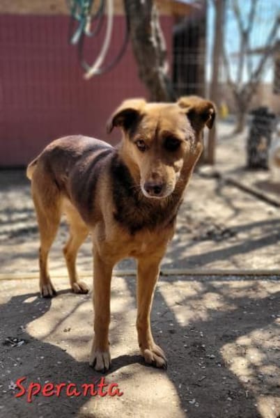 SPERANTA - die Hoffnung stirbt zuletzt