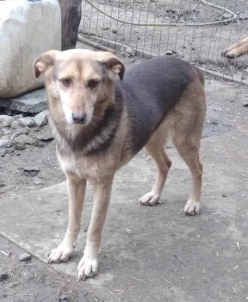 SPERANTA - die Hoffnung stirbt zuletzt