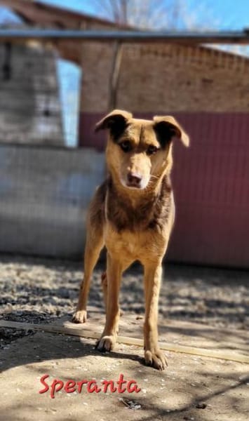 SPERANTA - die Hoffnung stirbt zuletzt