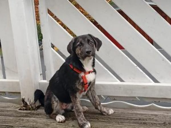 Süßes Welpenmädchen