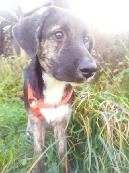 Süßes Welpenmädchen