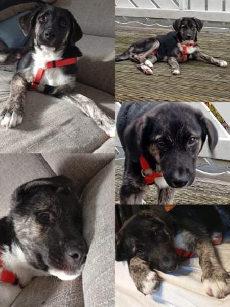 Süßes Welpenmädchen