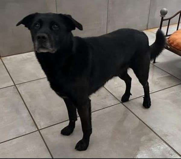 Marley, Mischlingsrüde, 10 Jahre