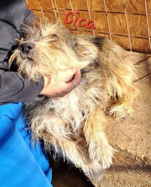 CICA- Wuschel sucht Familienanschluss