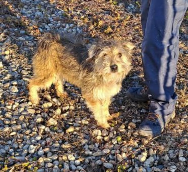 CICA- Wuschel sucht Familienanschluss