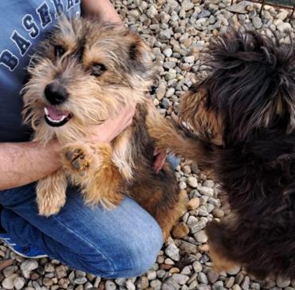 CICA- Wuschel sucht Familienanschluss