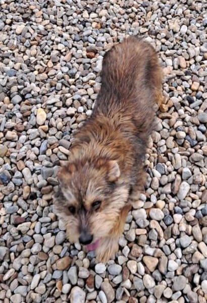 CICA- Wuschel sucht Familienanschluss