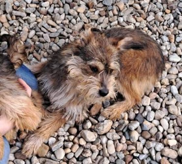 CICA- Wuschel sucht Familienanschluss