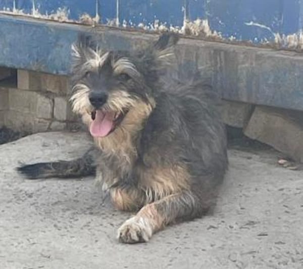 FELINE - sucht ihre Menschen