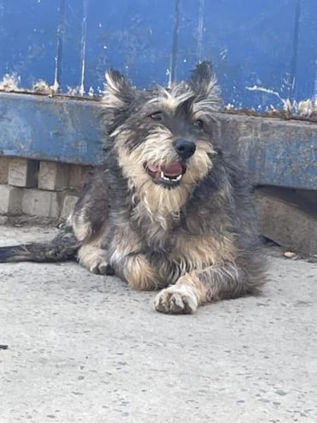 FELINE - sucht ihre Menschen