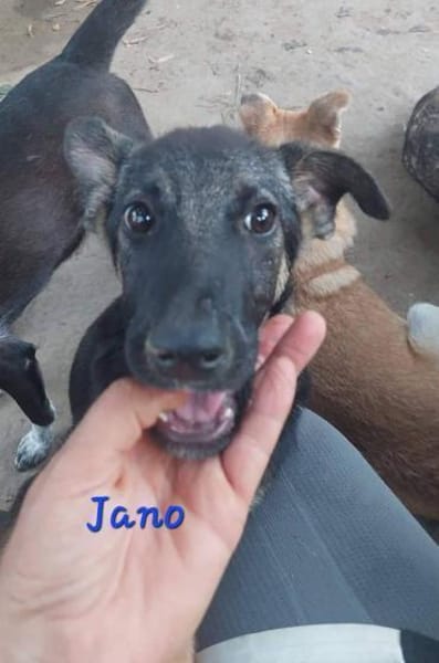 JANO - wartet schon so lange