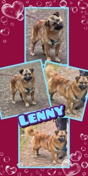 Lenny wartet in Nürnberg!