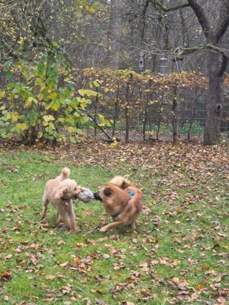 Lenny wartet in Nürnberg!