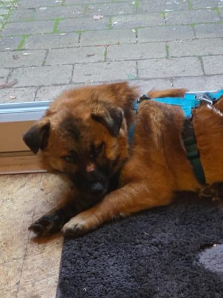 Lenny wartet in Nürnberg!