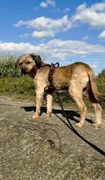 Liv möchte endlich ankommen - bei dir?