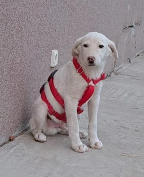 AARON sucht seine Menschen