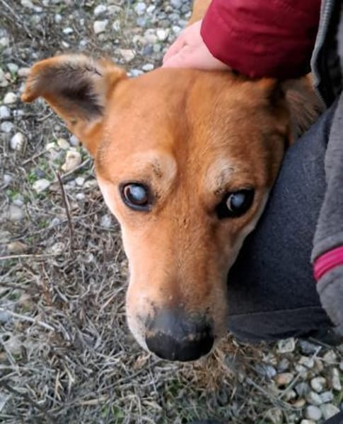 STEVIE - man sieht nur mit dem Herzen gu