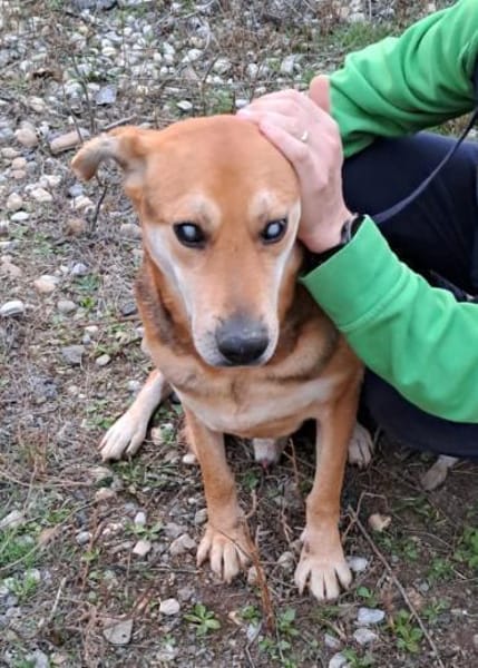 STEVIE - man sieht nur mit dem Herzen gu