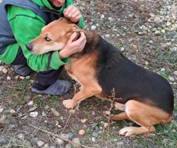 STEVIE - man sieht nur mit dem Herzen gu