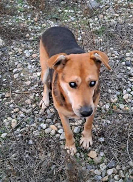 STEVIE - man sieht nur mit dem Herzen gu