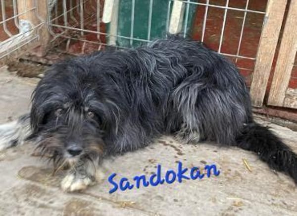 SANDOKAN - wartet schon sein Leben lang