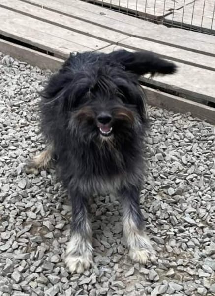 SANDOKAN - wartet schon sein Leben lang