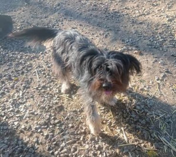 SANDOKAN - wartet schon sein Leben lang