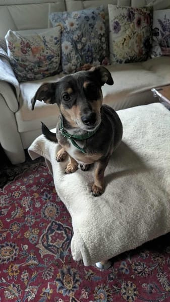 Toller Quincy wartet auf DICH!