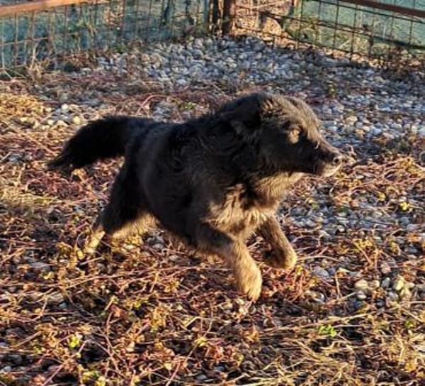 BONNIE - Zuhause gesucht