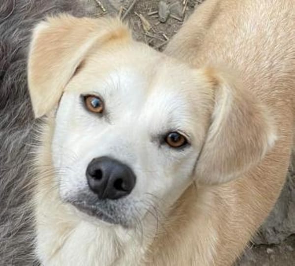 COSIMA - Scheue Schönheit sucht das Glüc