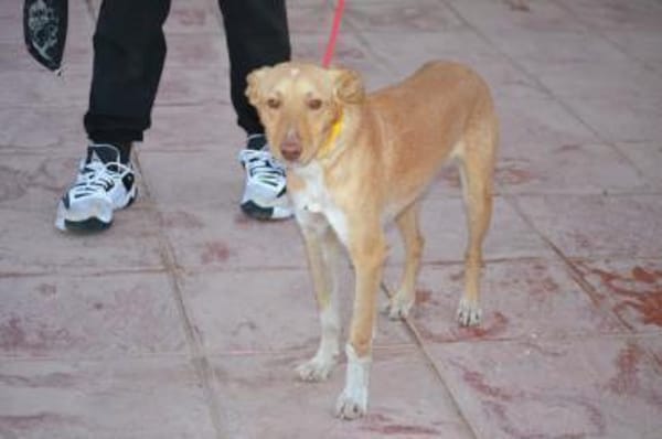 Oliver hätte gerne ein Zuhause