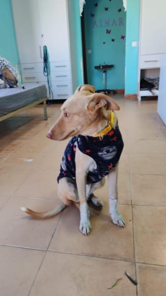 Oliver hätte gerne ein Zuhause