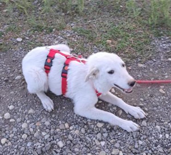 LOTTA - Zuhause gesucht