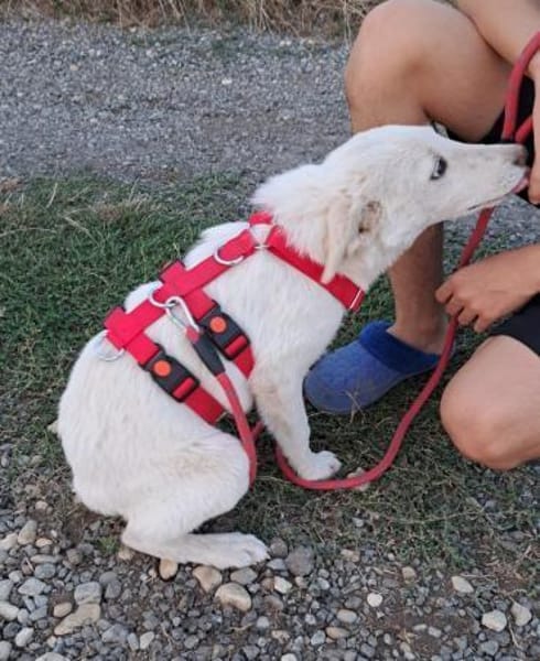 LOTTA - Zuhause gesucht